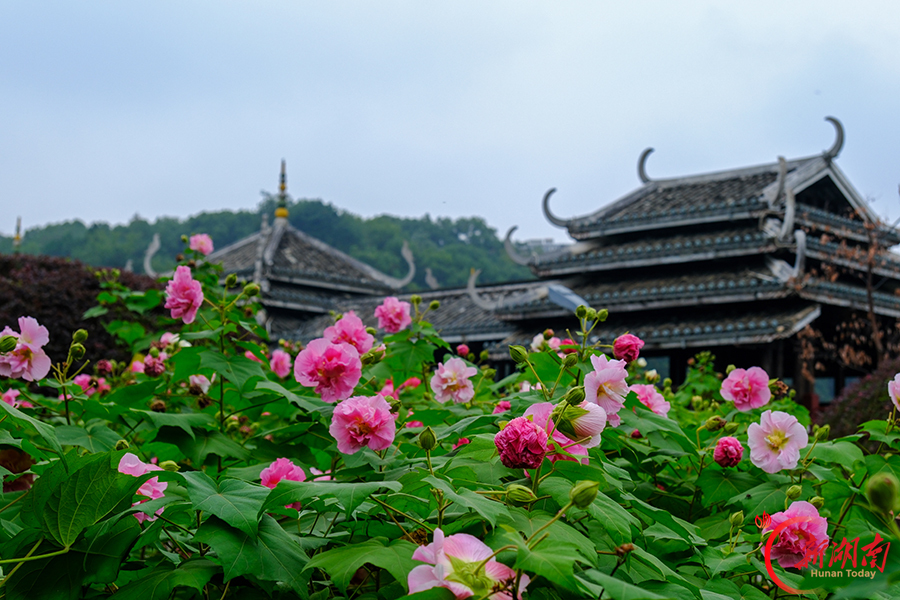 万株芙蓉耀星城