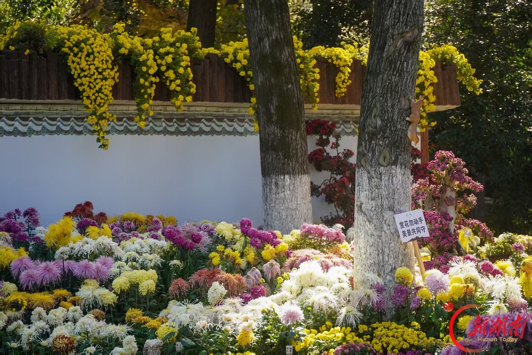 菊映秋光！岳麓山第22届菊花展定档11月12日