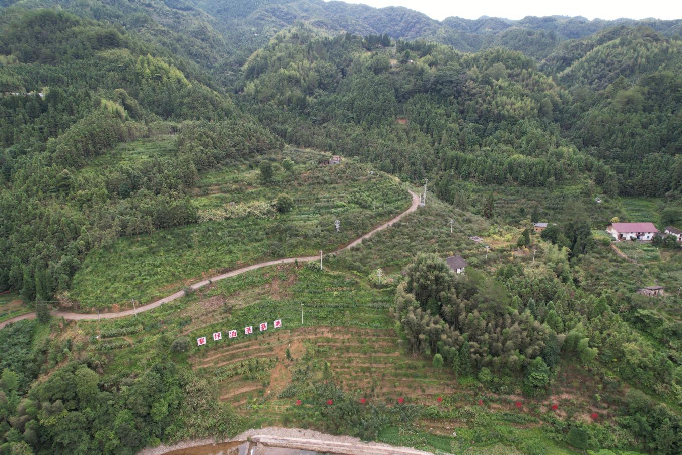 桂东青山乡:油茶采收正当时 满山硕果富乡邻