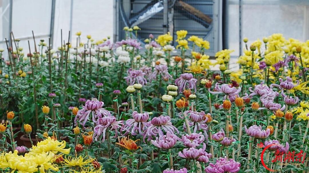 菊映秋光！岳麓山第22届菊花展定档11月12日