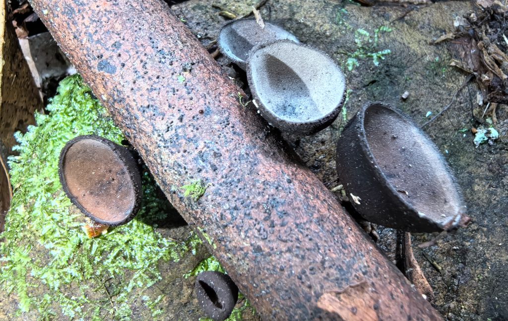 福建天宝岩发现真菌新物种