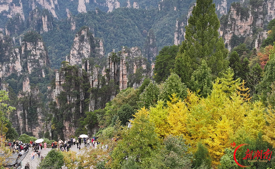 秋染天子山 峰林入画来