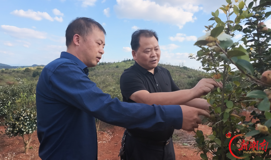 安仁县：“油茶低改提质+林下套种”解锁双增收