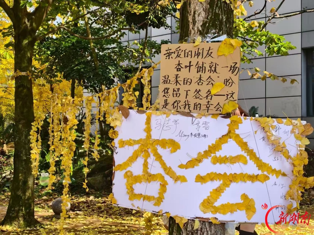 秋色征集令丨银杏落满校园,川农拾秋记