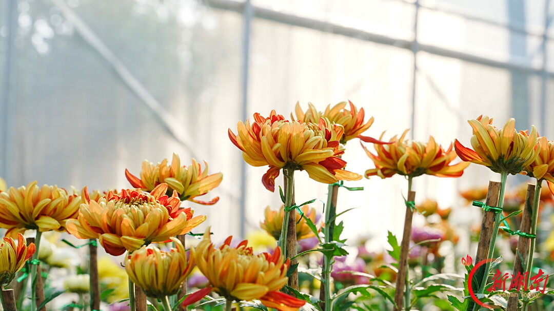 菊映秋光！岳麓山第22届菊花展定档11月12日