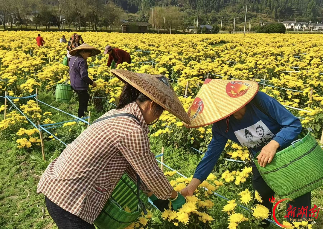金菊映古村,洪江市罗翁村农文旅融合铺就致富路