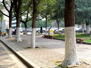 江华城区树木穿上冬季“防护装”