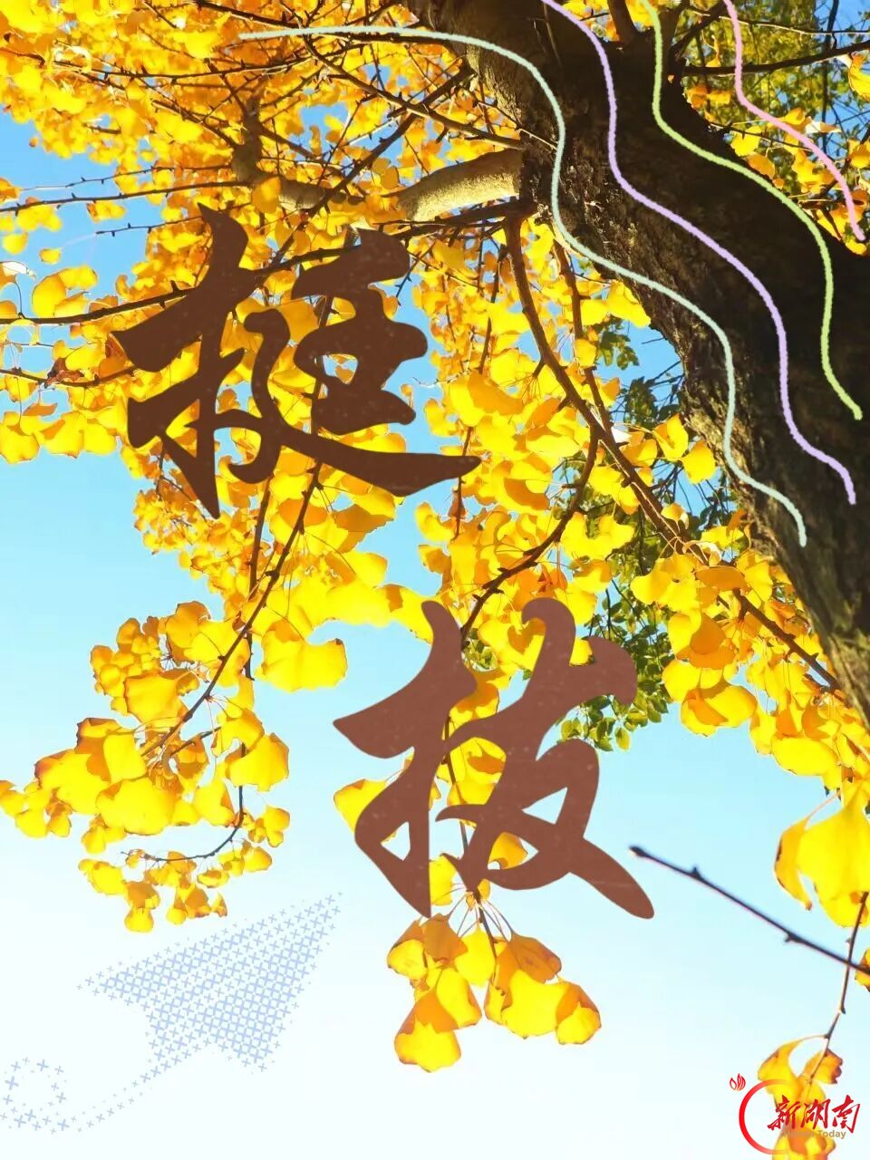 秋色征集令丨一树秋韵,一起成长