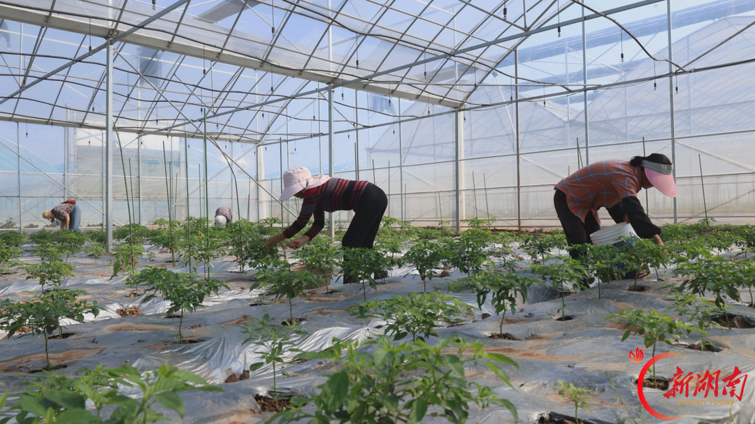 衡阳县：闲时育秧忙时菜，大棚四季生金块