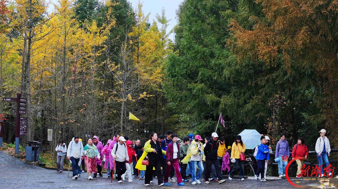 张家界五彩秋景醉游人
