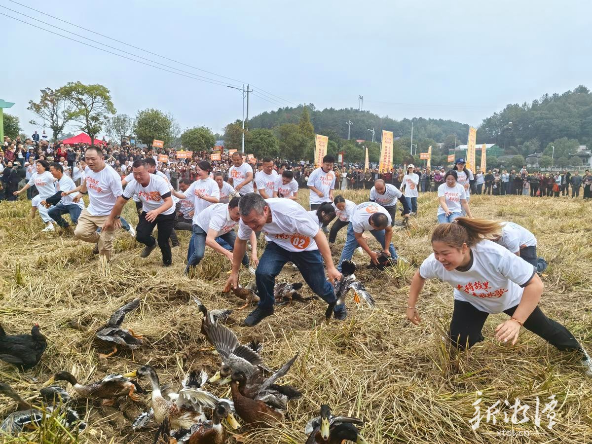 湘乡市龙洞镇:大将故里庆丰收 油茶飘香促振兴