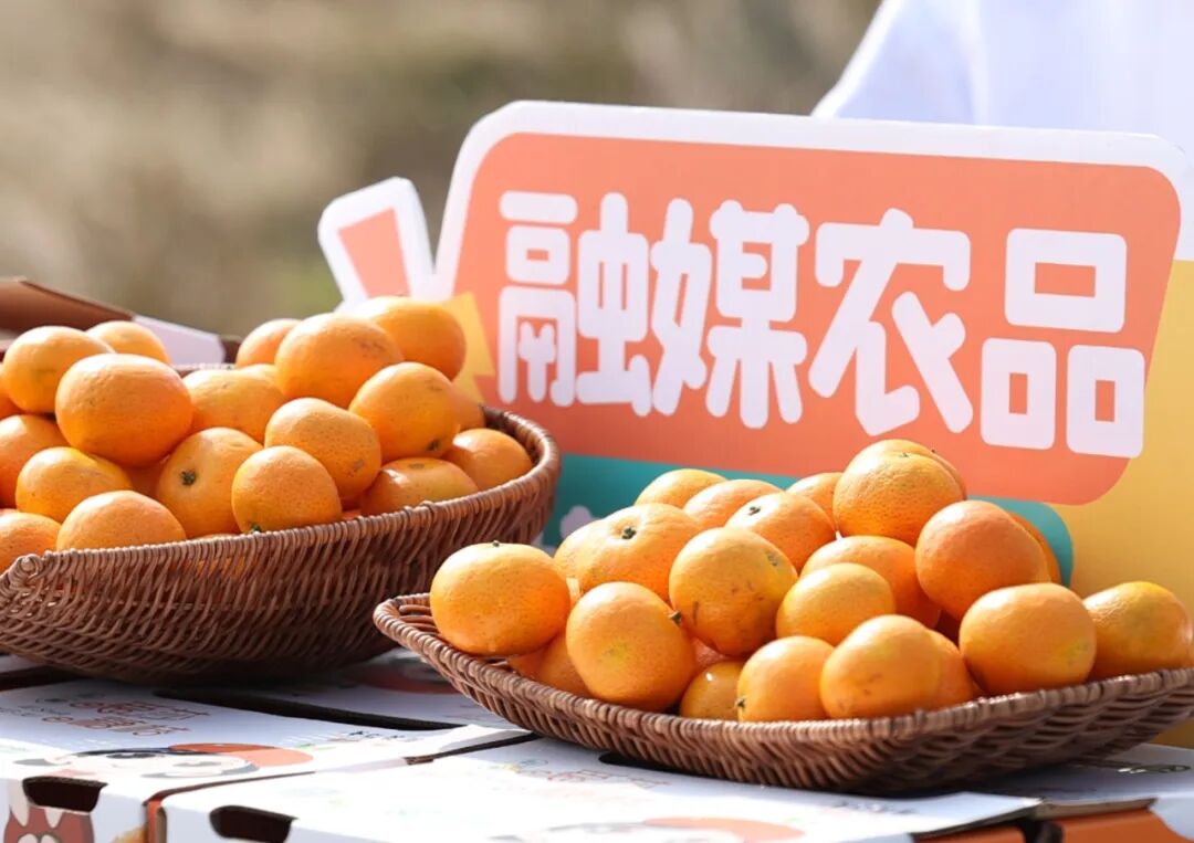 安仁:融媒助农进果园 龙海金秋砂糖桔线上俏销