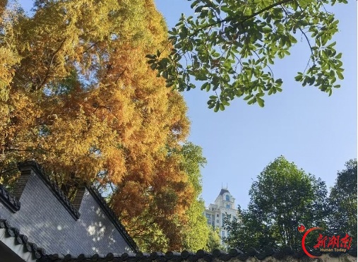 秋色征集令丨南岭染秋,赴郴州一场斑斓落叶之约