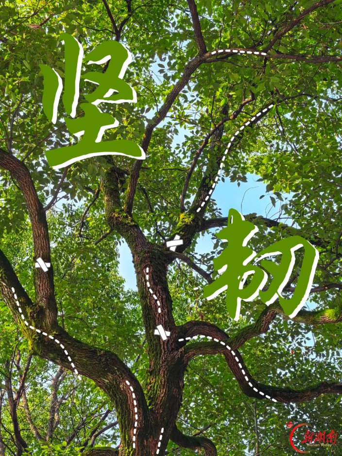 秋色征集令丨一树秋韵,一起成长