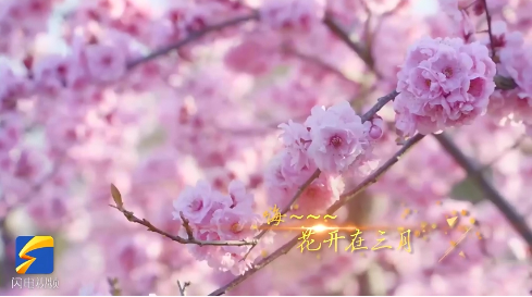 【地评线】齐鲁视评：暖心沙画MV《花开三月》喜迎英雄回家