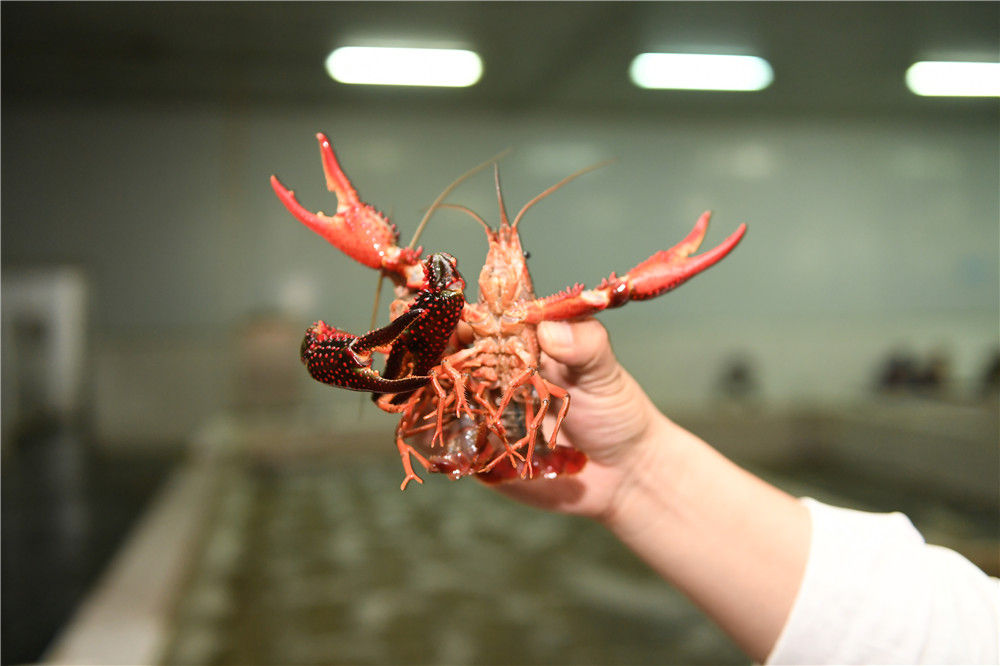 在线等，湖北十万吨小龙虾等你下单