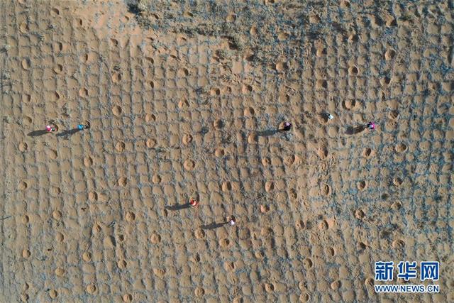 腾格里沙漠治沙忙