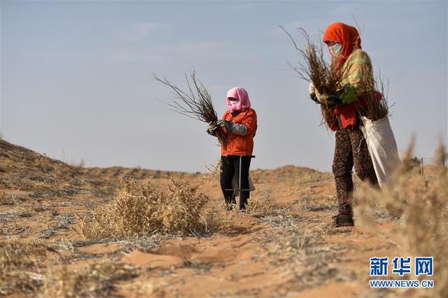 腾格里沙漠治沙忙