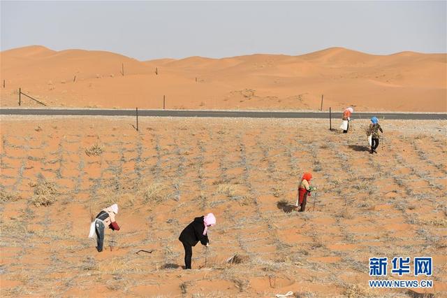腾格里沙漠治沙忙