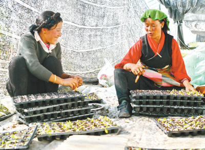 种上绿叶菜 日子更红火(科技视点·科技扶贫 我们在行动⑦)