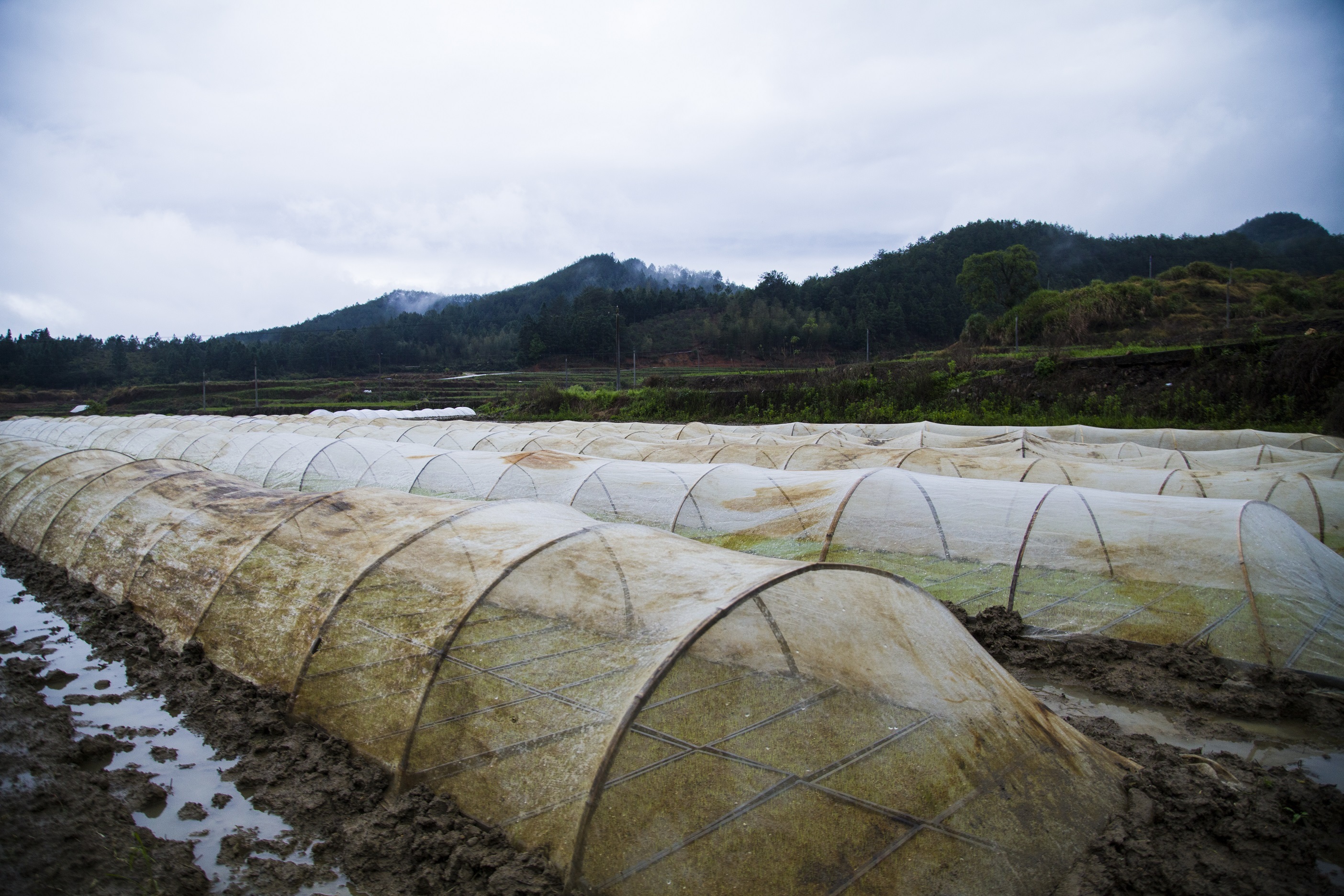 福建将乐：春耕时节 水稻种植忙
