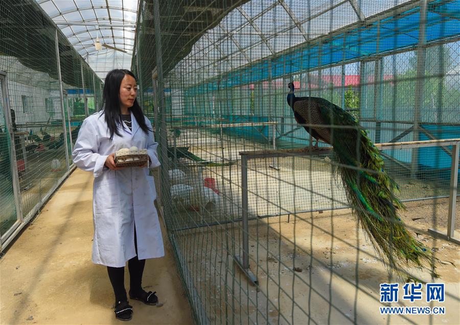 内蒙古贫困旗县全部“摘帽”