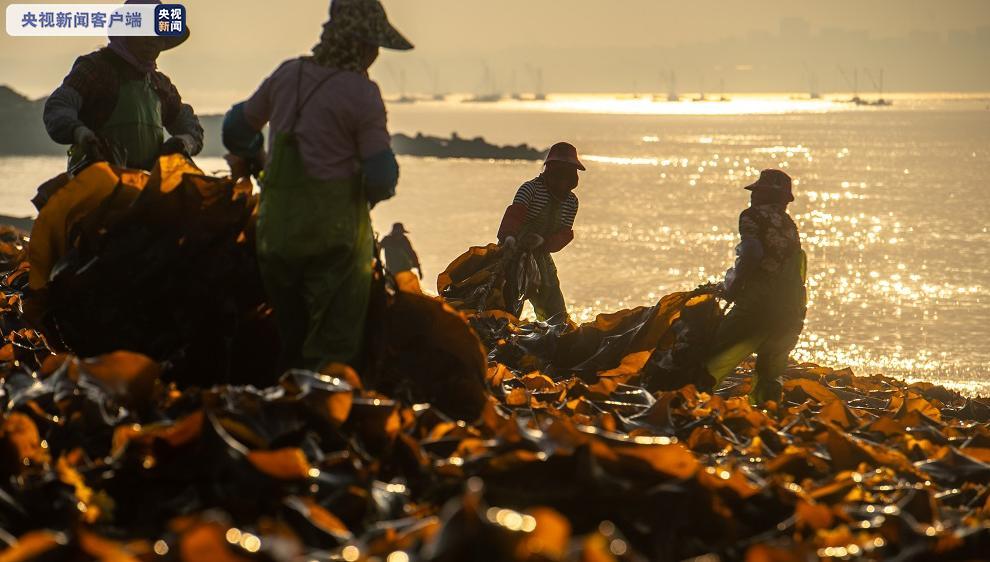 极其壮观！莆田迎来海带采收季！