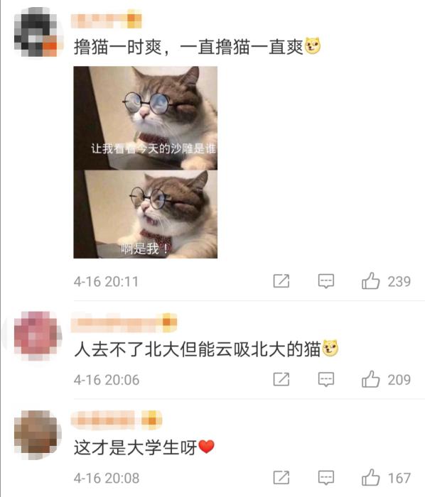 暖心！学霸打造“北大流浪猫图鉴” 火到教学网一度崩溃……