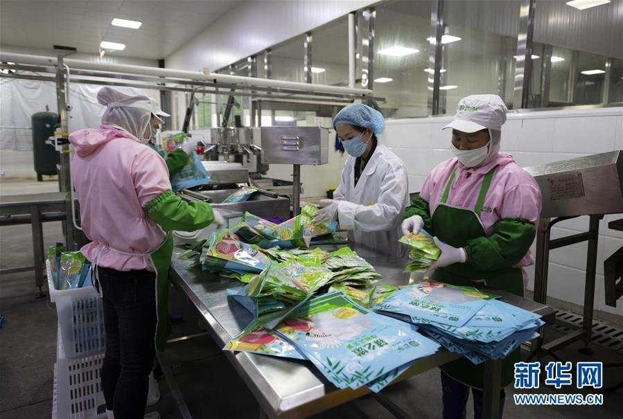 云南镇雄：竹笋产业助农脱贫增收