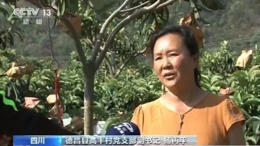 四川凉山脱贫增收路上的“农科印记”