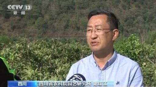 四川凉山脱贫增收路上的“农科印记”