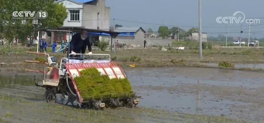 湖北春耕有序推进 多种形式抓好农业生产及田间管理