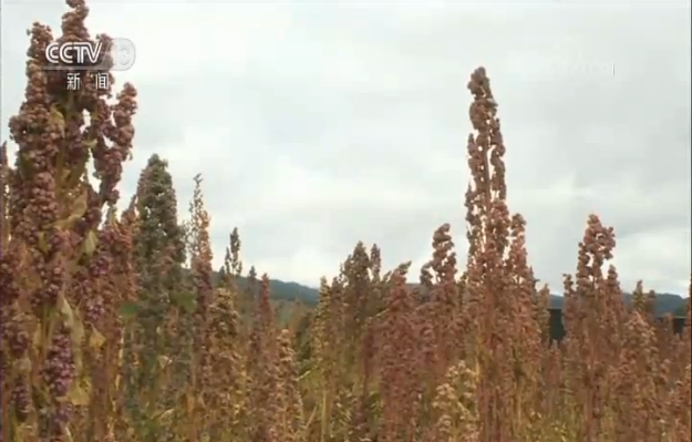 抓好春耕春管 发展特色农业