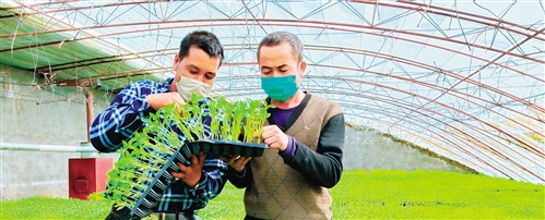 新疆：产业扶贫释放“溢出效应”