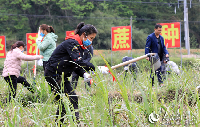 广西农村组建村级劳务队助力脱贫攻坚