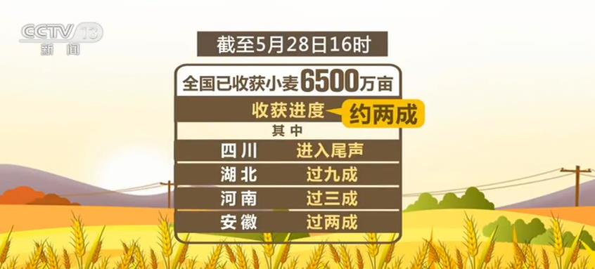 我国夏粮主要作物小麦由南向北梯次进入集中收获期