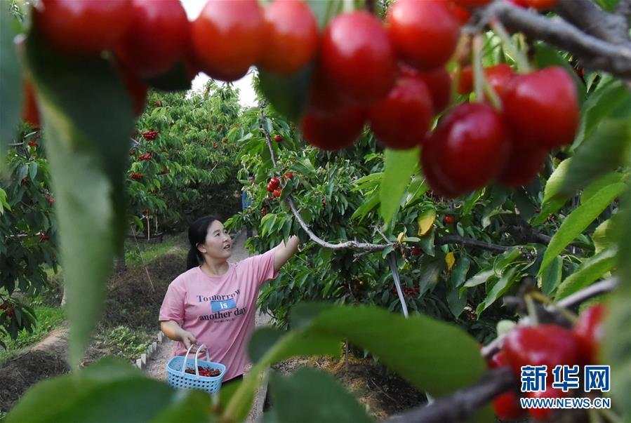 河北曲周：生态农旅融合 鼓起农民“钱袋子