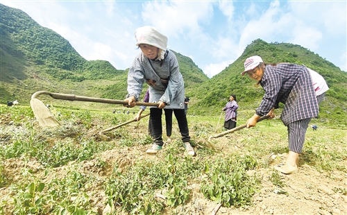 广西百色市隆林各族自治县：种桑养蚕稳增收