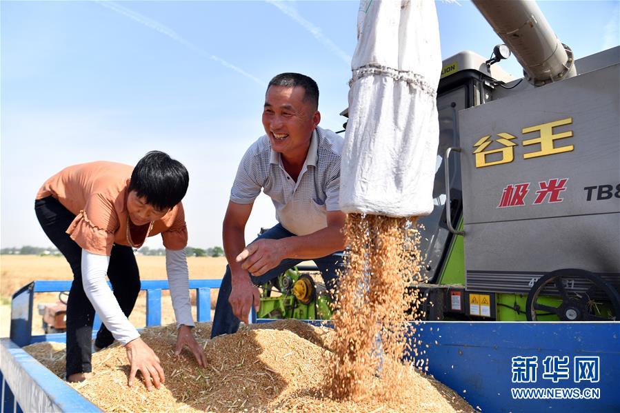 不寻常的耕耘，不一般的收获——我国夏粮主产区夏收观察
