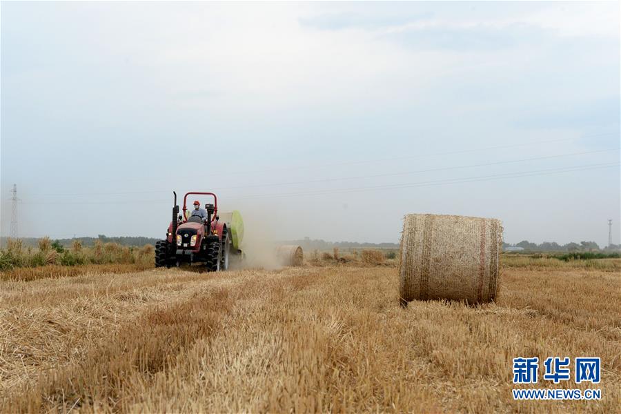 不寻常的耕耘，不一般的收获——我国夏粮主产区夏收观察