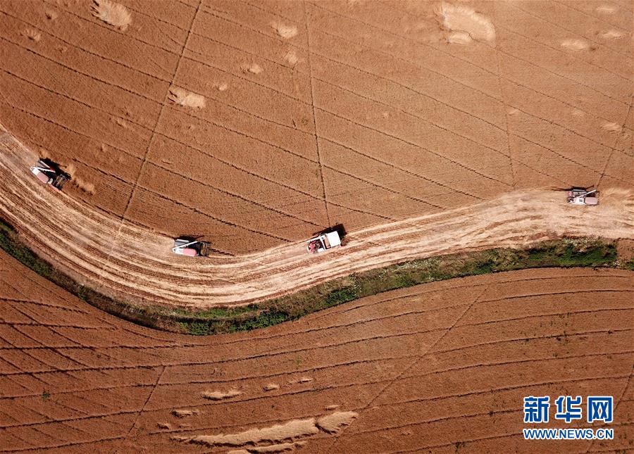 不寻常的耕耘，不一般的收获——我国夏粮主产区夏收观察