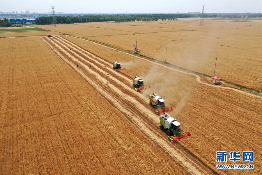 不寻常的耕耘，不一般的收获——我国夏粮主产区夏收观察