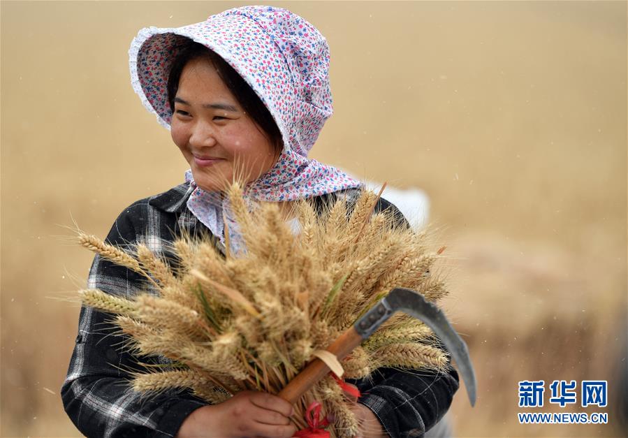 不寻常的耕耘，不一般的收获——我国夏粮主产区夏收观察