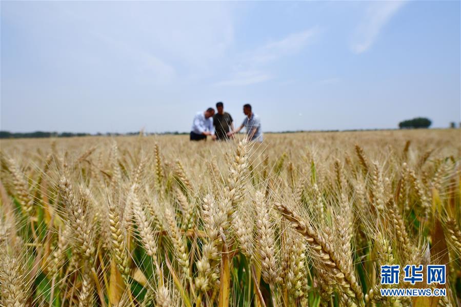 不寻常的耕耘，不一般的收获——我国夏粮主产区夏收观察