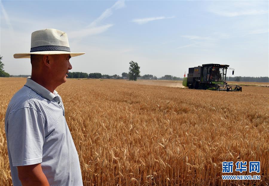 不寻常的耕耘，不一般的收获——我国夏粮主产区夏收观察