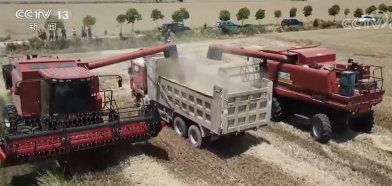 麦收一线观察：小麦品质好于常年 实现优质优价