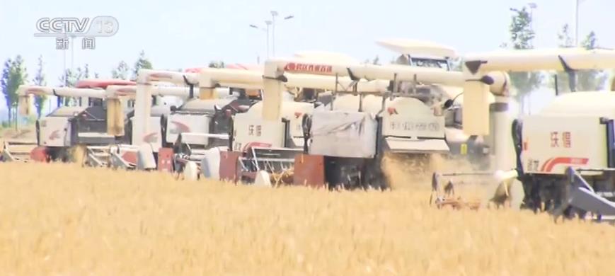 麦收一线观察：麦收进度近六成 优质专用小麦面积扩大