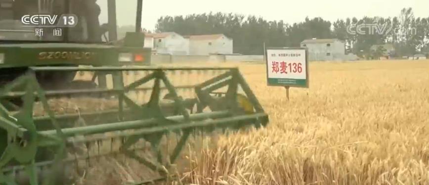 麦收一线观察：小麦品质好于常年 实现优质优价