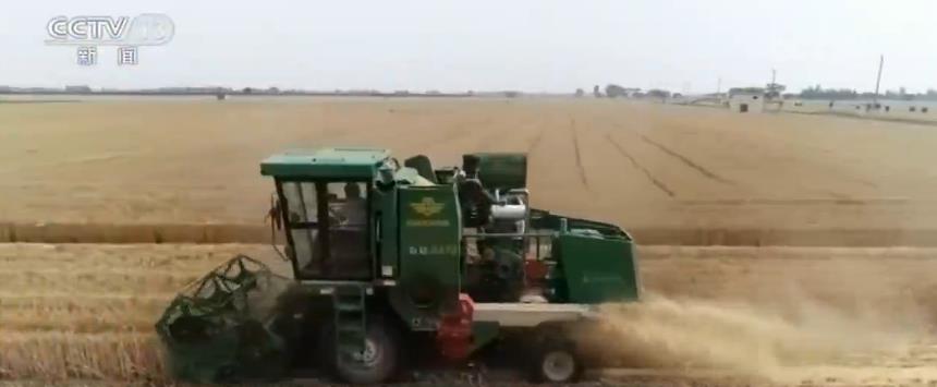 麦收一线观察：小麦品质好于常年 实现优质优价