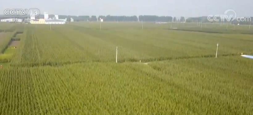 各地各部门全力保障粮食能源安全 为经济社会发展筑牢“安全线”